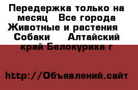 Передержка только на месяц - Все города Животные и растения » Собаки   . Алтайский край,Белокуриха г.